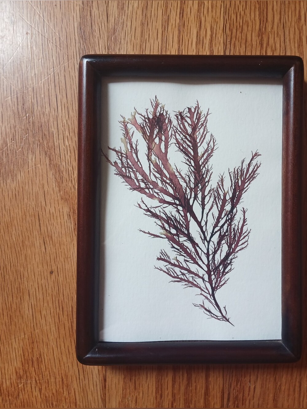 Framed Pressed Seaweed with Dark Wood Frame - Brown & White